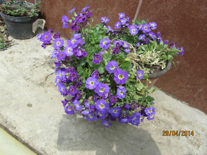 Aubrieta inca in ghiveci