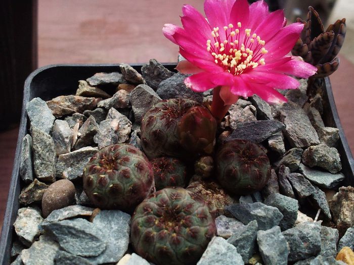 Rebutia rauschii