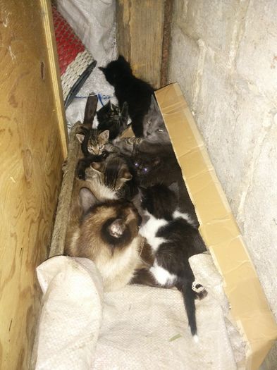 si au unit fortele si cresc puii impreuna