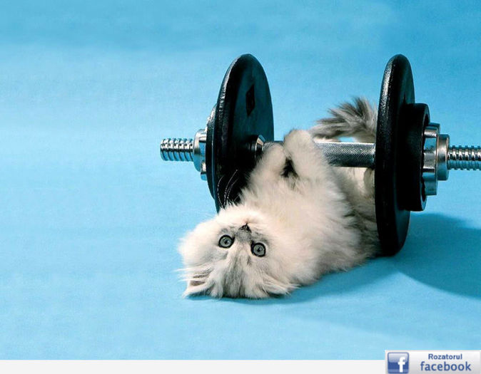 [www.fisierulmeu.ro] free-funny-wallpapers1