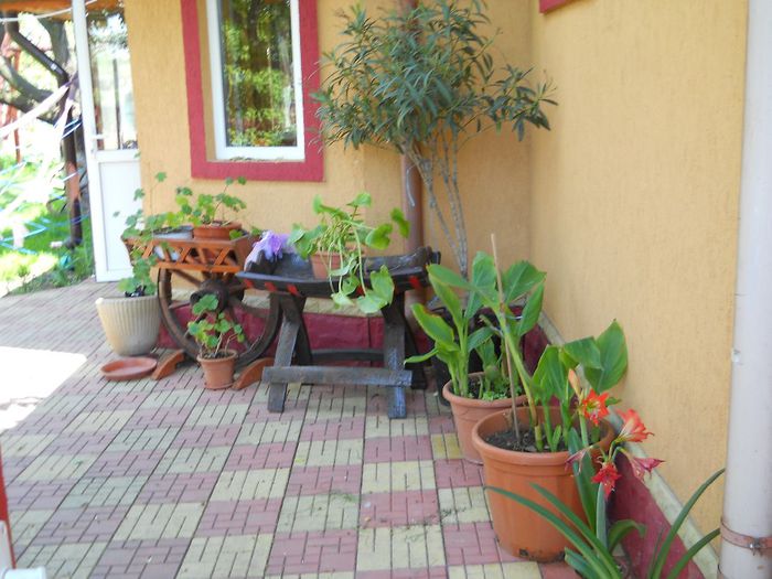 Picture 170 - GRADINA 2014