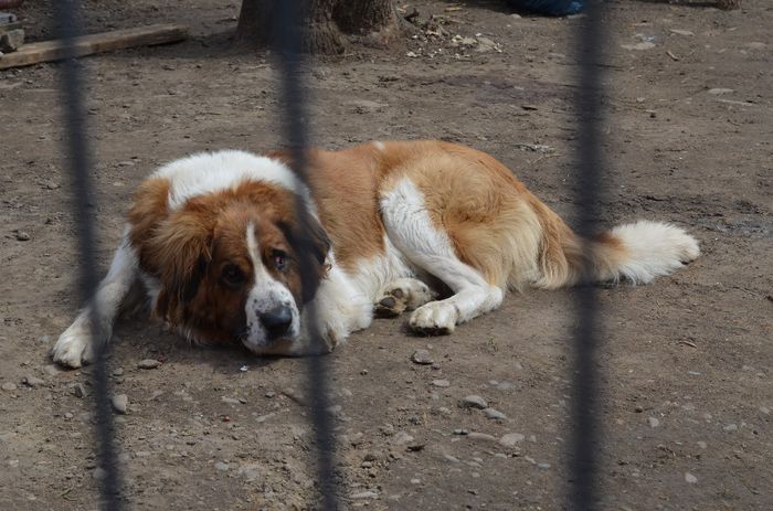 DSC_0240 - Max-Saint Bernard