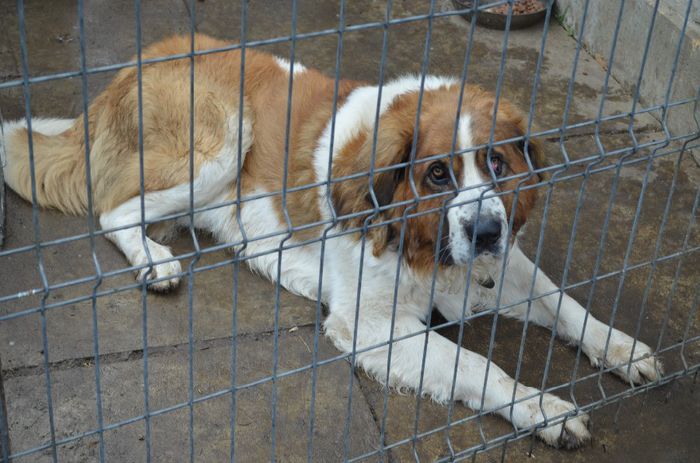 DSC_0683 - Max-Saint Bernard