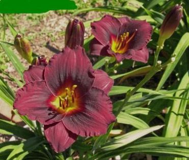 Hemerocallis Vesuvian Blackout