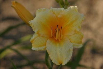 Hemerocallis Yellow Lollipop