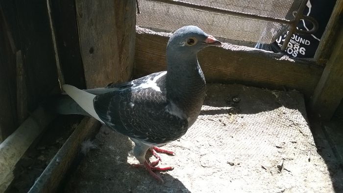 WP_20140501_014 - pui 2014