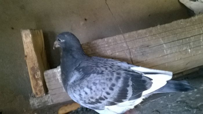 WP_20140501_018 - pui 2014