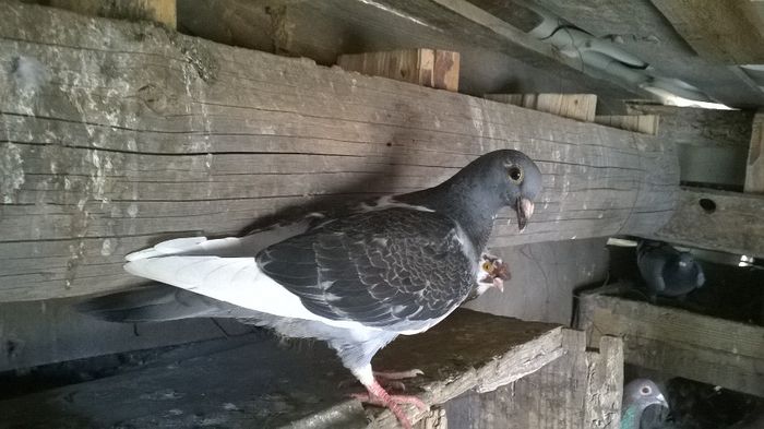 WP_20140501_019 - pui 2014