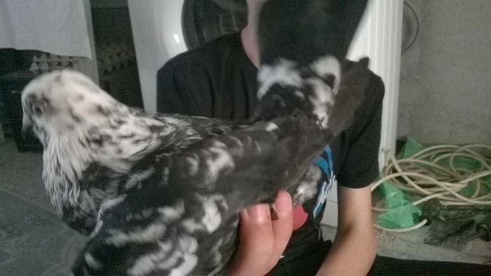 WP_20140501_16_16_30_Smart - pui 2014