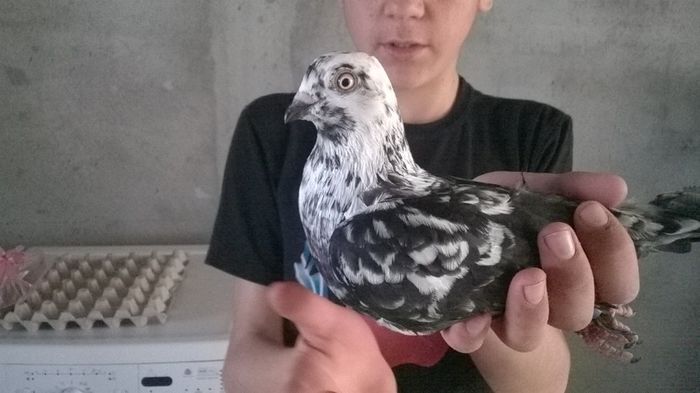 WP_20140501_16_18_01_Smart - pui 2014