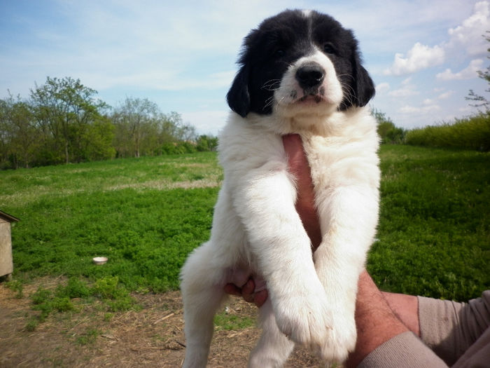 P1040065 - Cuib martie-2014