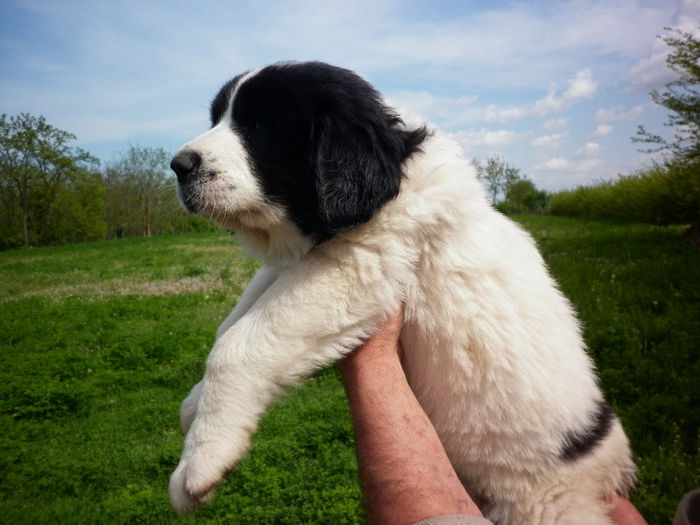 P1040071 - Cuib martie-2014