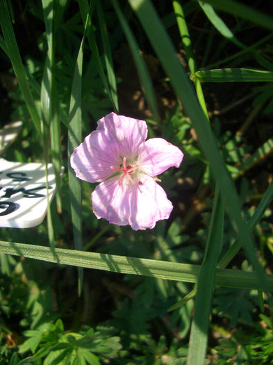 Geranium Sanguineum Striatum - primavara 2014