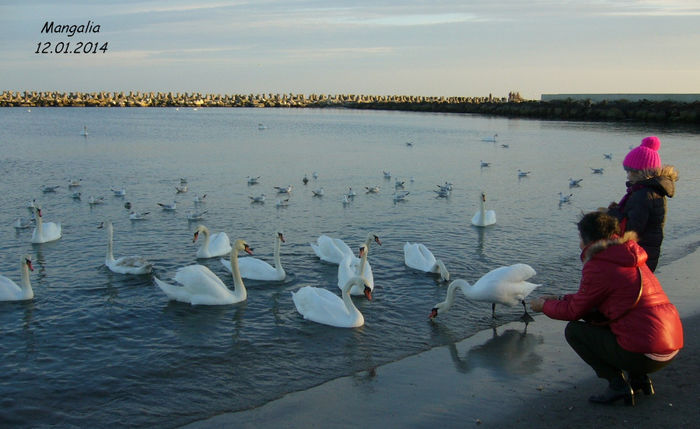 P1050031 - Mangalia-ianuarie 2014