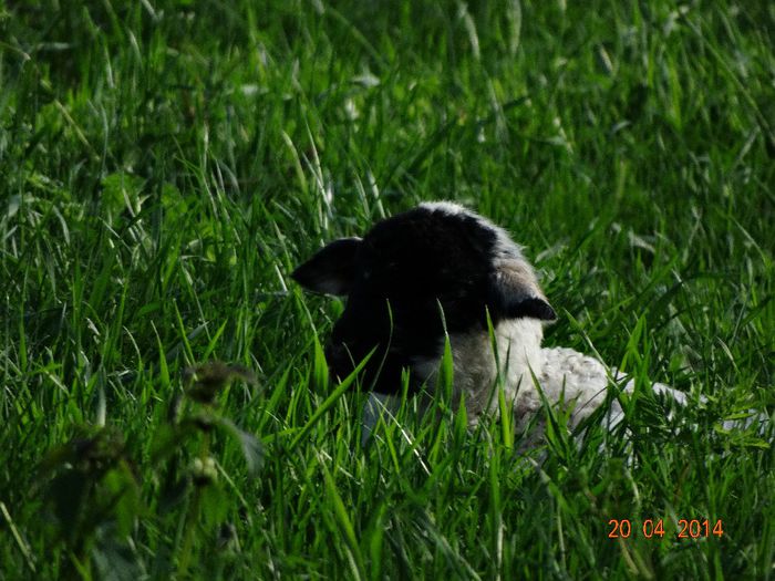 DSC02327 - De prin ograda
