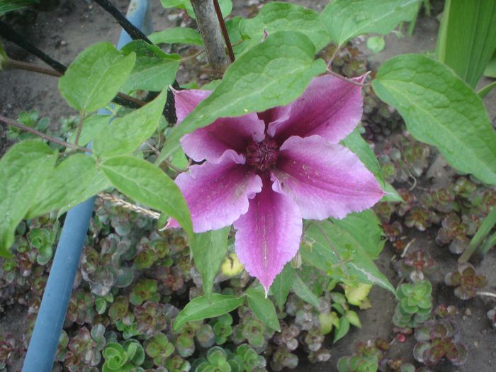 clematis Dr.Ruppel