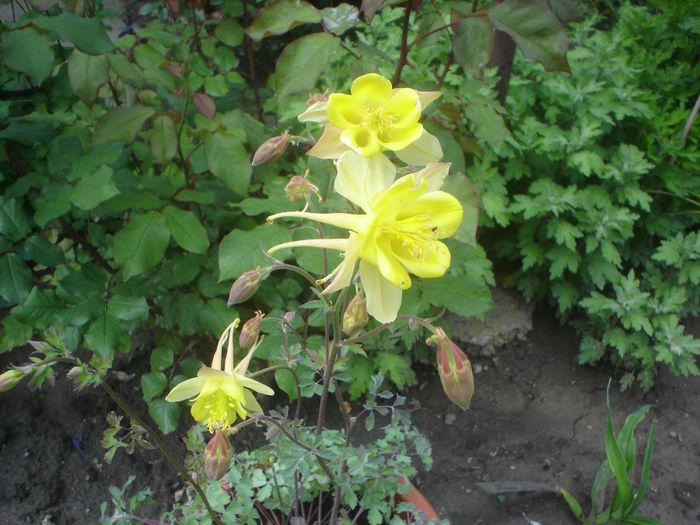 aquilegia - 05 LUNA MAI 2014