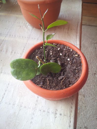 20140501_145855 - Hoya australis