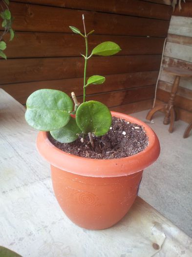 20140501_145913 - Hoya australis