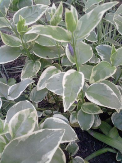 vinca major variegata