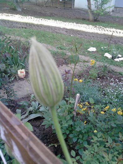 clematita; primi boboci dupa 2 ani de la plantare
