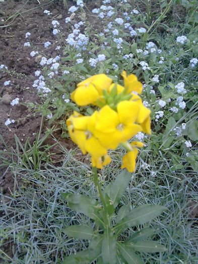 079 - floricele 2014