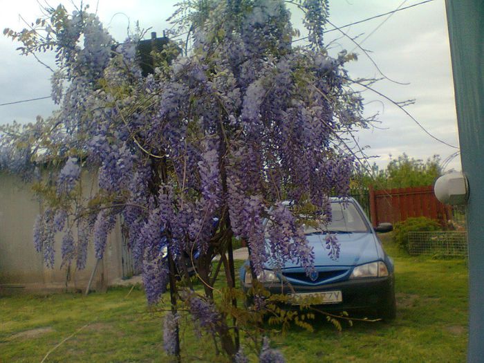 Fotografie0798 - wisteria 2014 -2015