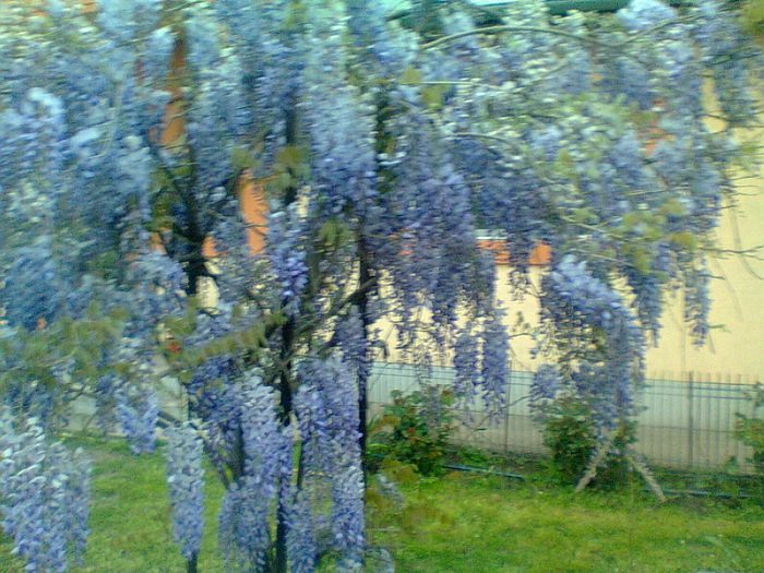 Fotografie0811 - wisteria 2014 -2015