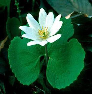Sanguinaria canadensis - 2-de vanzare 2019-2020-SEMINTE IERBURI FOLOSITOARE SI PLANTE MEDICINALE RARE