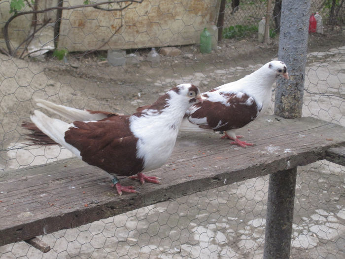 pereche pe rosu de zbor si joc; pereche pe rosu de zbor si joc
