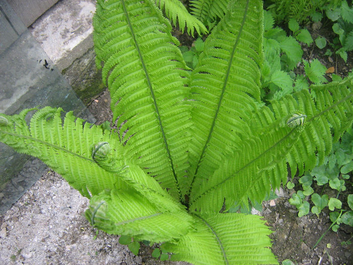 ferigi 003 - In gradina mea
