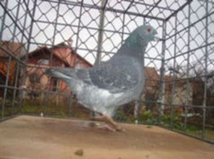 96577993_YQWZKEH3 - m---PORUMBEI VANDUTI