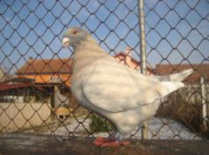 96578313_PZQUZWB3 - m---PORUMBEI VANDUTI