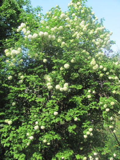 IMG_4980 - A venit primavara