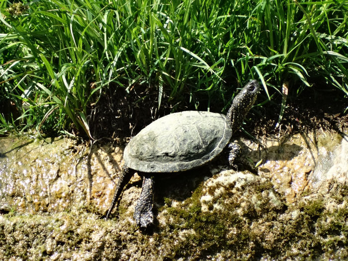 Broasca ţestoasă de apă europeană - Parcul Carol