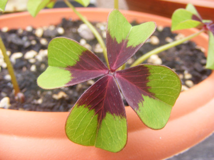 OXALIS DEPPEI - GRADINA MEA DE VIS
