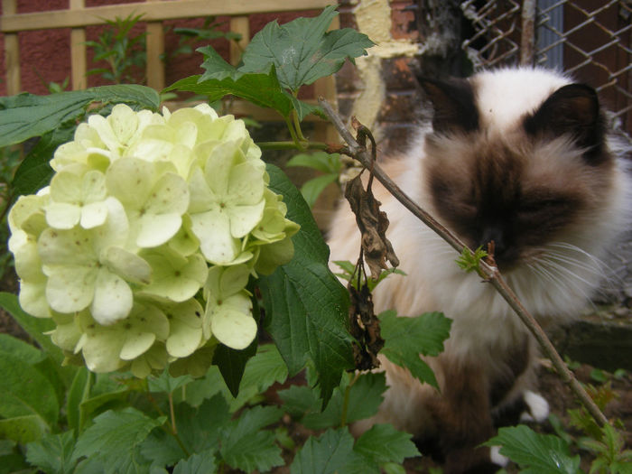 CALIN - GRADINA MEA DE VIS