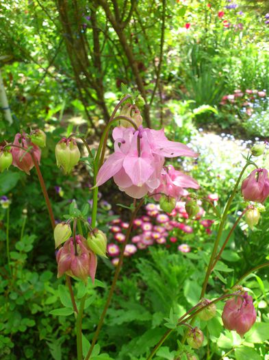 DSC_4613 - PRIMAVARA 2014