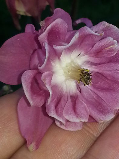 20140501_191313 - Aquillegii