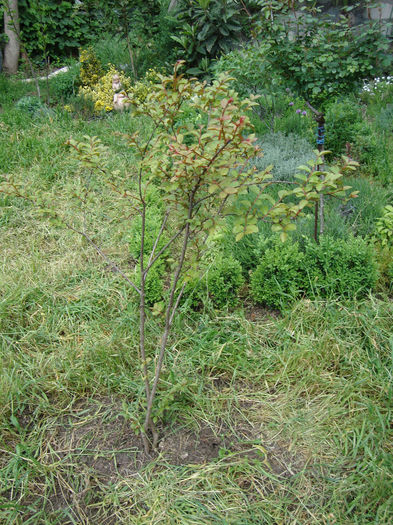 lagestroemia indica violaceea - mai