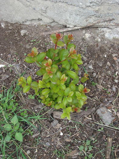 LAGESTROEMIA INDICA roz - mai