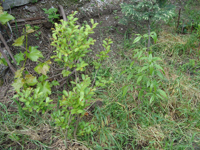 LAGESTROEMIA INDICA rosea - mai