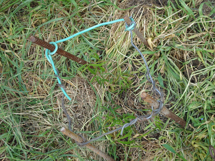 choisya aztec pearl 2 - mai