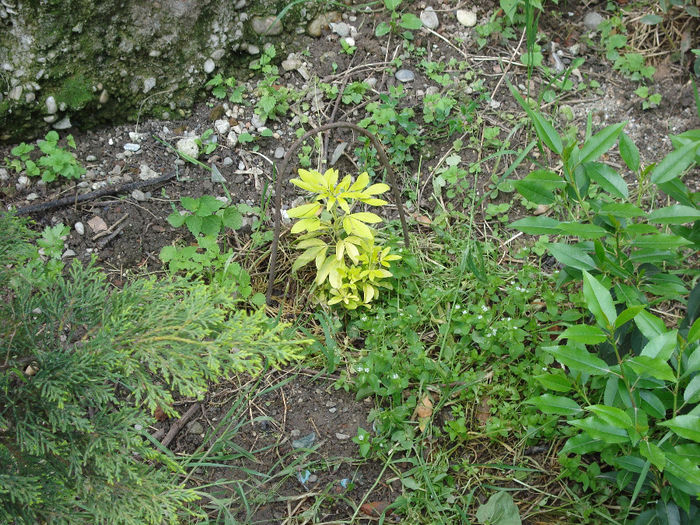 choisya ternata sundance - mai