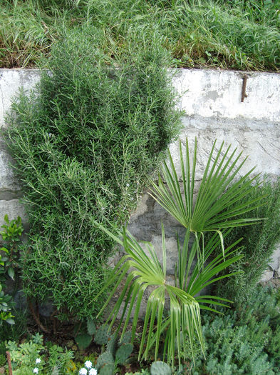 rozmarinul meu cel mai mare are 8 ani - mai