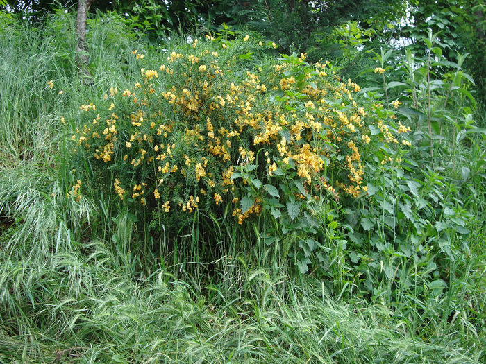 cytisus golden spot