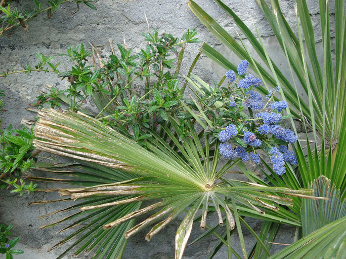 DSC05271 - mai