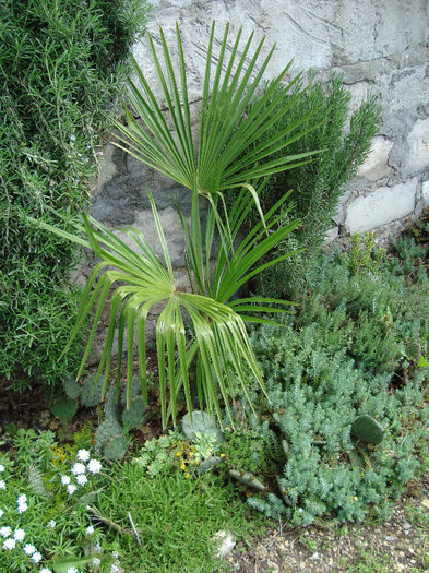 TRACHYCARPUS FORTUNEI IN PAMANT - mai