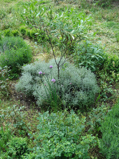 amygdalus nana - mai