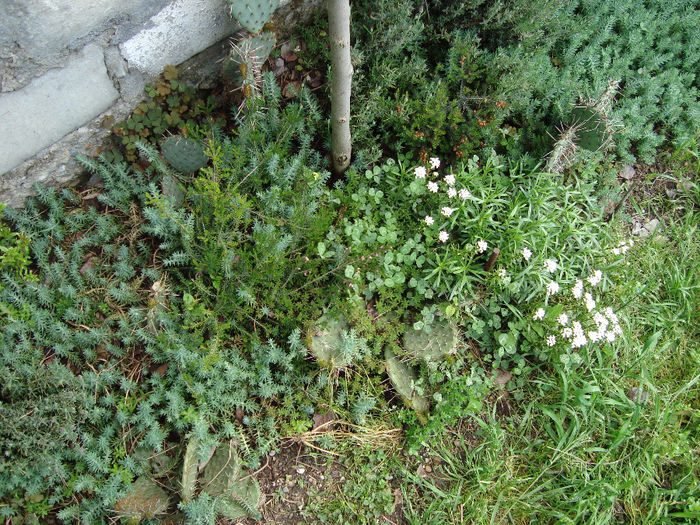 DSC05284 - mai